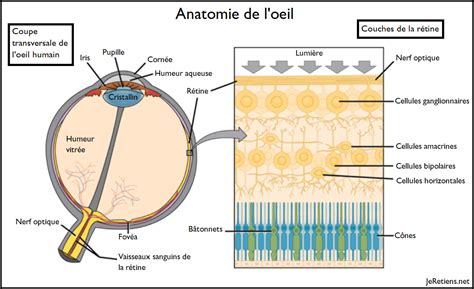 Anatomie De Loeil