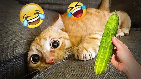 Best Funniest Cats 😹 Dont Try To Hold Back Laughter 😂 Funny Cats