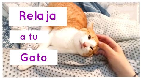 Como TRANQUILIZAR A Un Gato HIPERACTIVO Con Masaje YouTube Cats