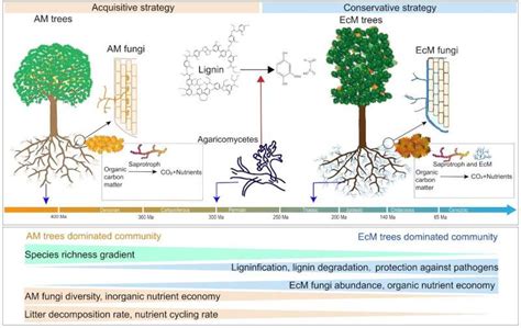 How Mycorrhizal Types Control Biodiversity Effects On Productivity