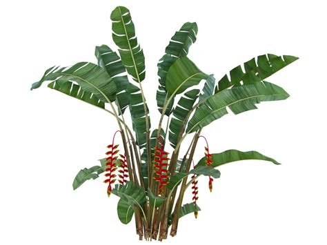 Heliconia Rostrata Agatya Greens