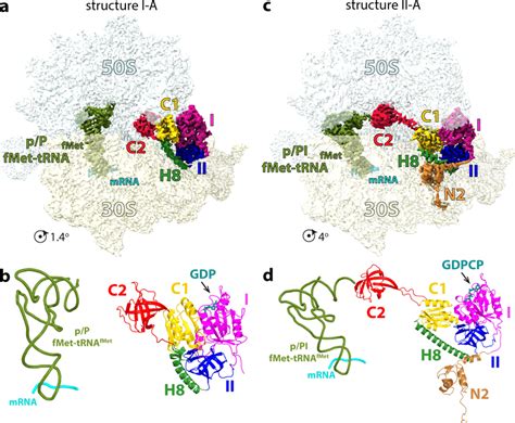 Cryo Em Structures Of The 70 S Ribosome Initiation Complex Bound To Download Scientific Diagram