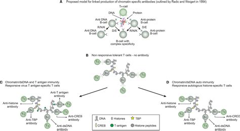 Frontiers The Anti Dna Antibodies Their Specificities For Unique Dna