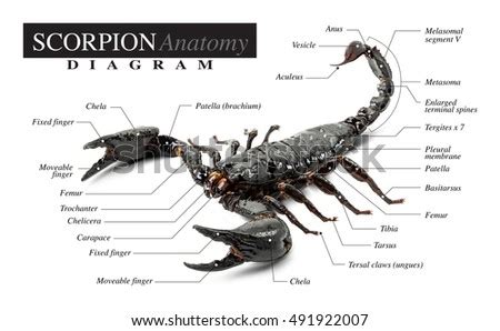 Scorpion Stock Images, Royalty-Free Images & Vectors | Shutterstock