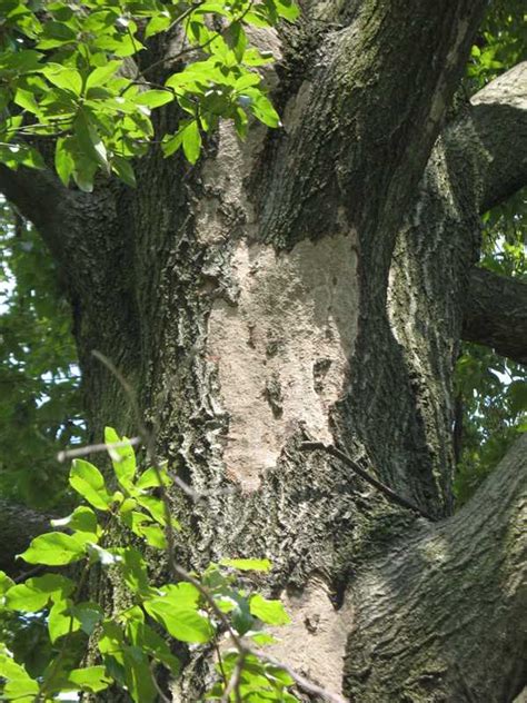 Hypoxylon Dieback Of Oaks