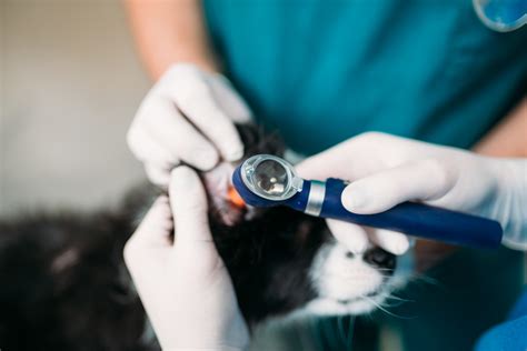 Otite Canina Como Diagnosticar E Tratar Blog Da Tudo Vet