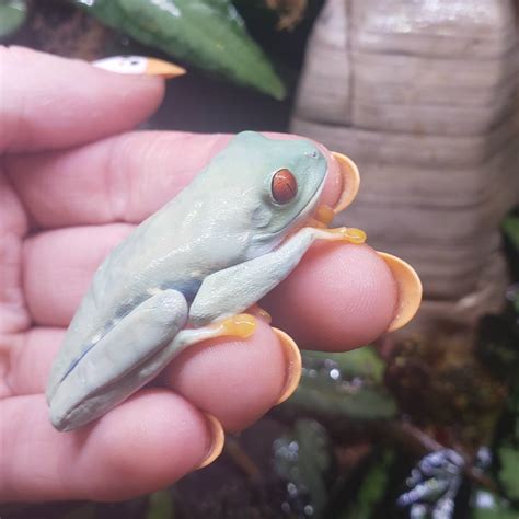 Lutino Red Eyed Tree Frog