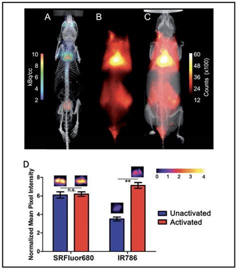 Ijms Free Full Text Molecular Imaging Of Brown Adipose Tissue Mass