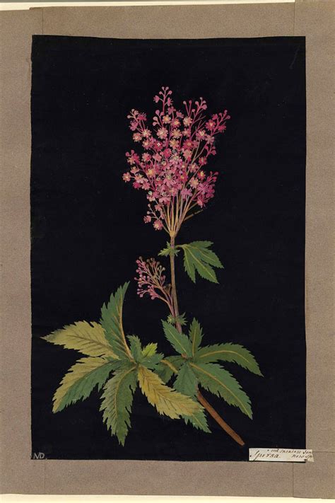 Botanical Collages Dating Back To 18th Century Mary Delany