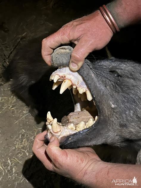 Brown Hyena Teeth South Africa | AfricaHunting.com