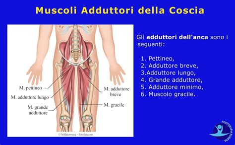 Muscoli Adduttori Della Coscia Anatomia E 5 Esercizi