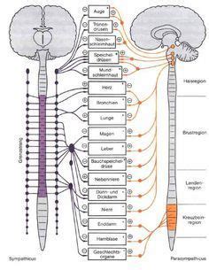 Das Vegetative Nervensystem Vegetatives Nervensystem Gesundheit