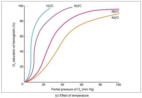 Oxygen Transport In The Blood Laptrinhx News