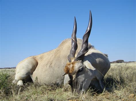 Los Cinco Antílopes Más Duros De África Cazawonke Caza Y Safaris