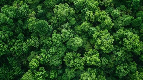 Premium Photo Top View Of A Dense And Vibrant Green Forest Canopy