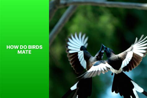 How Do How Do Birds Mate Discover The Fascinating Process Of Bird Reproduction Birdwatching