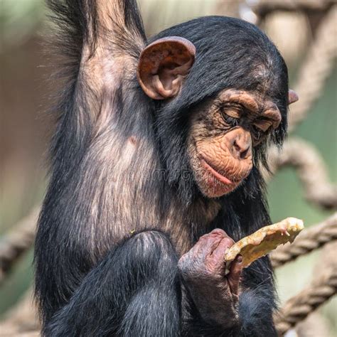 Playing chimpanzee stock image. Image of beast, black - 22299843