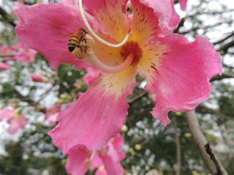 Ceiba Speciosa Paineira Rosa Flower Pink Silk Floss Tree Flickr