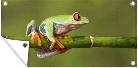 Affiche Cl Ture Grenouille Aux Yeux Rouges Sur Bambou X Cm