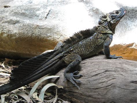 Philippine Sailfin Lizard Hydrosaurus Pustulatus Zoochat