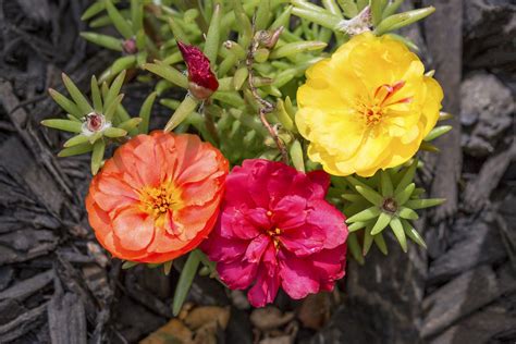 Three Portulaca Flowers Three Colorful Flower Blooms Adorn This