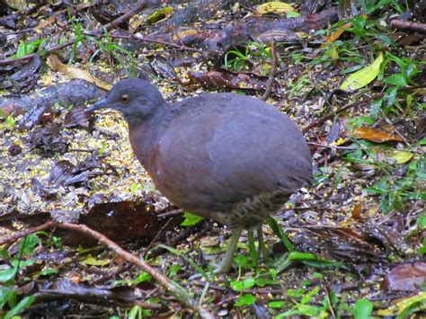 Inhambuguaçu Crypturellus obsoletus Name Brown Tinamo Douglas