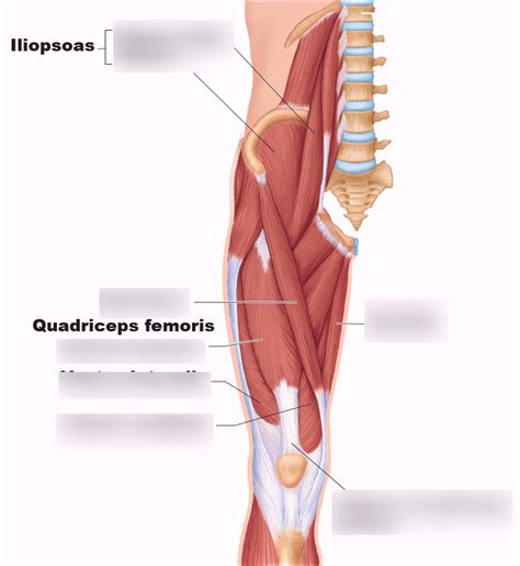 Muscles Crossing The Hip And Knee Joints Diagram Quizlet