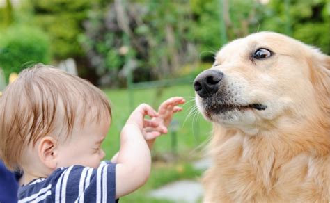 Mi perro tiene miedo a los niños qué puedo hacer Consejos e