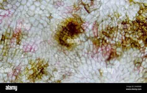 Potato under the microscope Stock Photo - Alamy