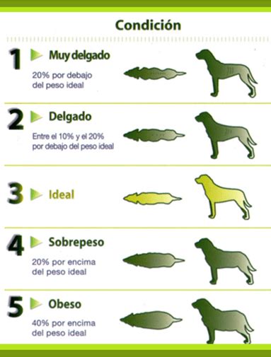 El Peso Ideal De Un Perro El Encantador De Perros