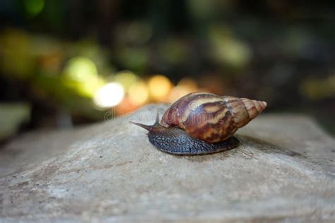 Caracoles Salvajes Se Mueven En Busca De Comida Foto De Archivo