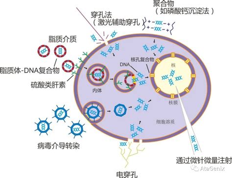 细胞转染之稳定细胞株的构建 哔哩哔哩