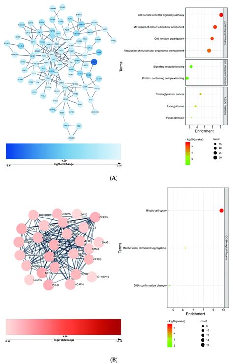 Cluster And Functional Enrichment Analysis Of COVID19 Kidneys DEGs