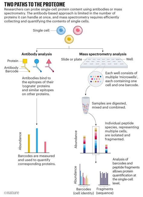 Single Cell Proteomics Takes Centre Stage