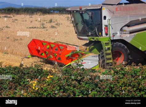 Lagriculteur Local Dans Sa Moissonneuse Batteuse Récolte De Blé Cette