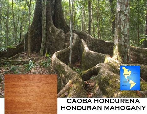 Has Escuchado Que La Caoba Hondure A Es La Mejor Madera Para