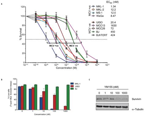 The Survivin Promoter Inhibitor Ym155 Inhibits Mcv Positive Mcc Cell Download Scientific