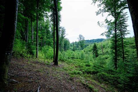 Vild Forvandling P Vej I Fynsk Skov Naturfonden Naturfonden