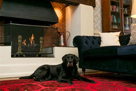 Best dog friendly hotels in Sussex - Good Hotel Guide