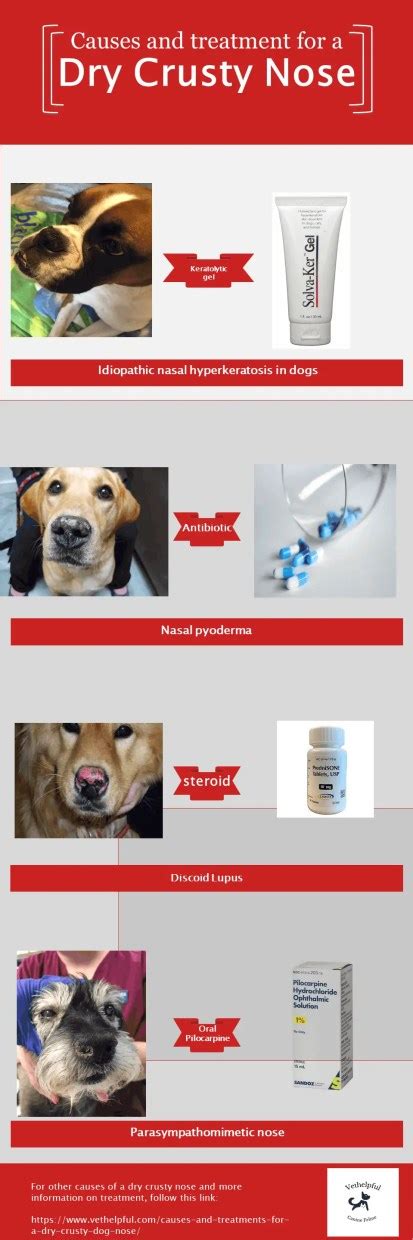 Causes and treatments for a dry, crusty dog nose - Vethelpful