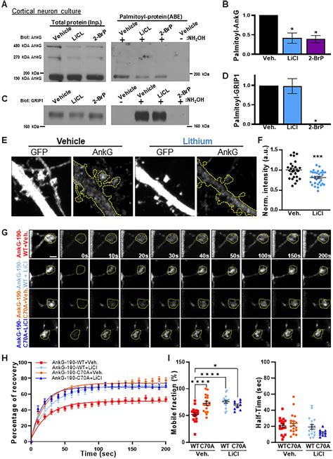 Frontiers Palmitoylation Controls The Stability Of 190 KDa Ankyrin G