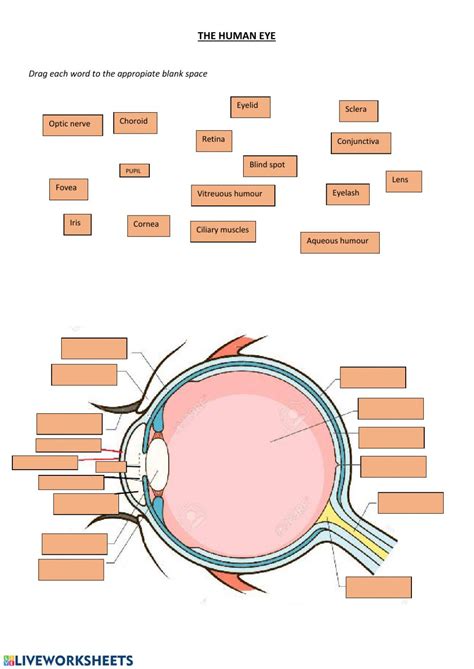 Eye Anatomy Labeling Worksheet | Anatomy Worksheets