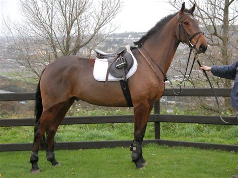 Irish Sport Horse Equine Breed Reference Pinterest