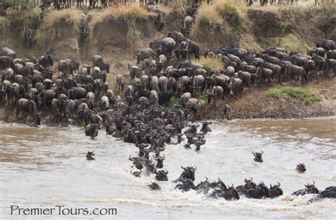 Africa Great Migration Wm Premier Tours African Tours Safaris