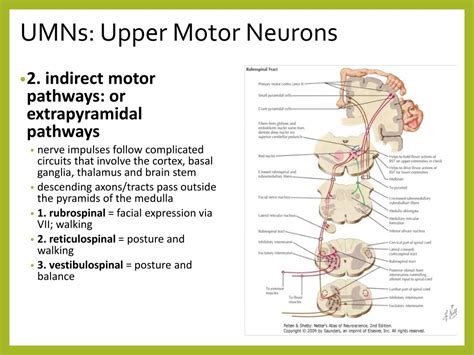 Ppt Divisions Of The Nervous System Powerpoint Presentation Free