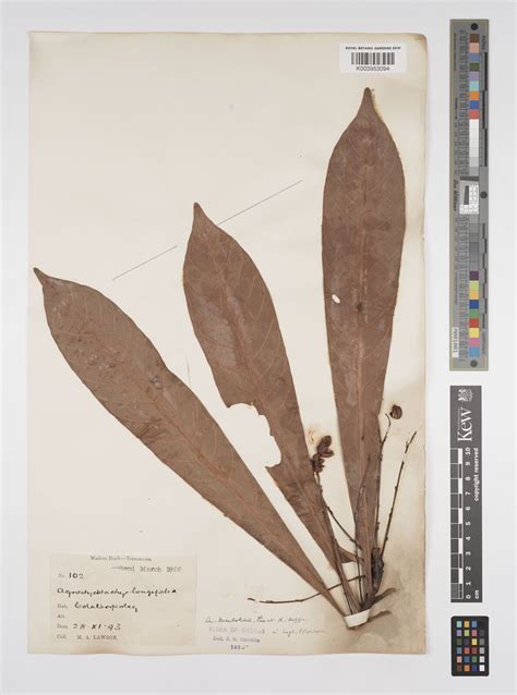 Agrostistachys Borneensis Becc Plants Of The World Online Kew Science