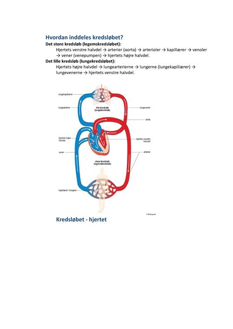 Hjertet Og Kredsl Bet Hvordan Inddeles Kredsl Bet Det Store Kredsl B