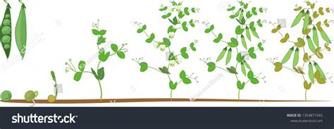 Life Cycle Of Pea Plant Stages Of Pea Growth Royalty Free Stock Vector 1354871945