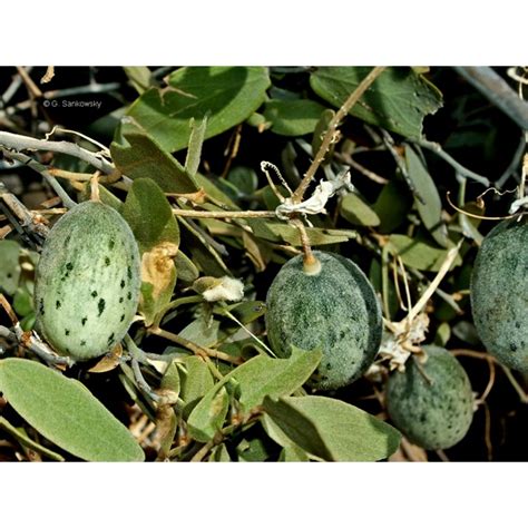Wild Melon Seeds Cucumis Melo Agrestis Price €175