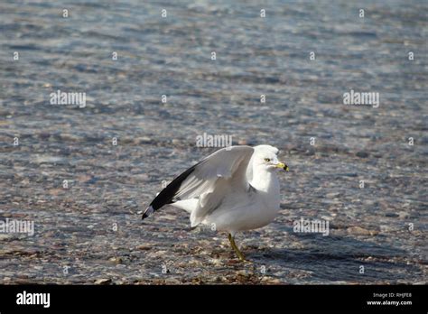 Birds On The Colorado River Stock Photo Alamy